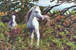 WildHorses